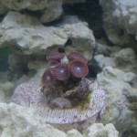 Purple Polys Purple Polys